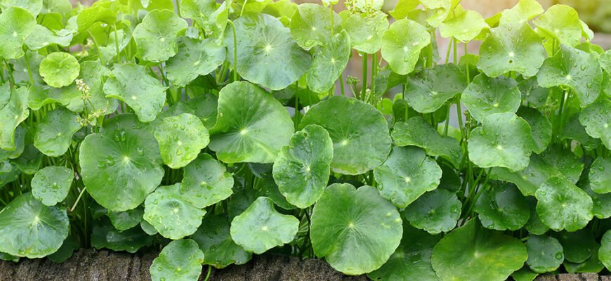 Готу кола: користь та шкода – як впливає на ваше здоров’я?