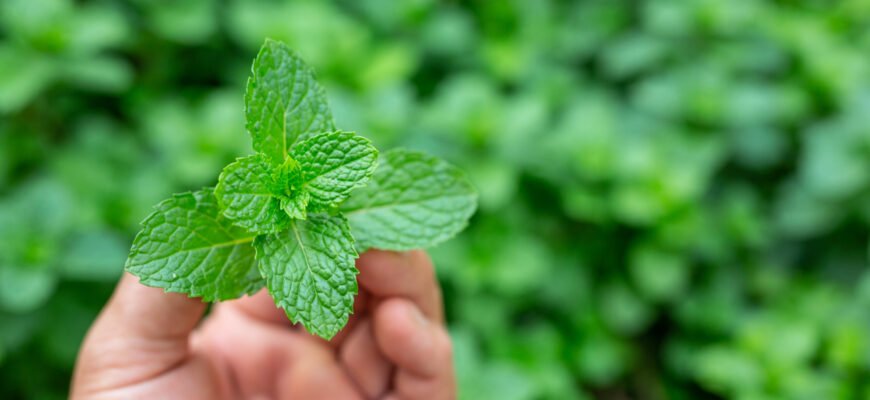 Чим корисна меліса та які можливі шкідливі впливи на здоров’я? Чим корисна меліса та які можливі шкідливі впливи на здоров’я?