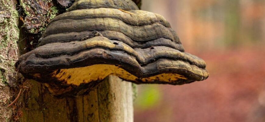 Що лікує чага: унікальні лікувальні властивості гриба та їх застосування