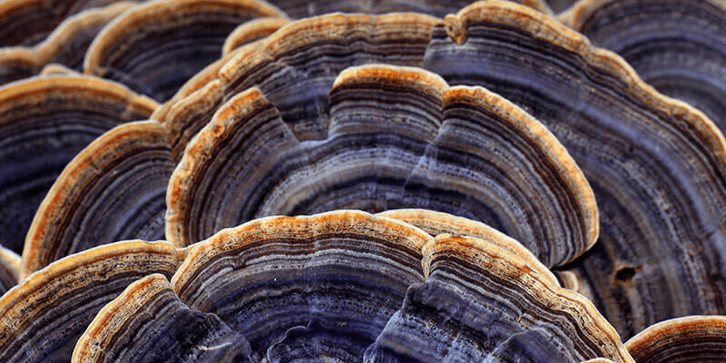 Траметес разноцветный користь: як цей гриб впливає на здоров’я?