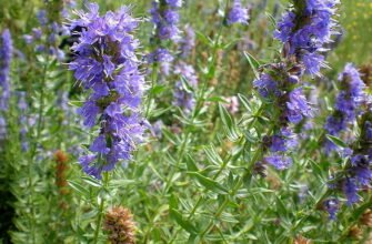 Трава ісоп: користь і шкода – в чому особливості застосування?