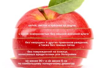 Чим корисні яблука: основні переваги для здоров’я – яблоко польза