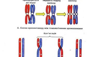 Укажіть, що таке кросинговер: визначення і біологічне значення