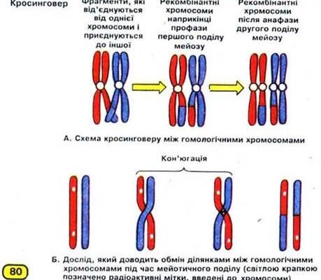 Укажіть, що таке кросинговер: визначення і біологічне значення Укажіть, що таке кросинговер: визначення і біологічне значення