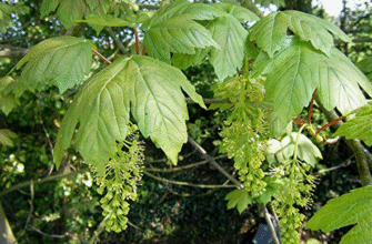 Явір і Клен: Визначте Різницю між Цими Двома Деревами