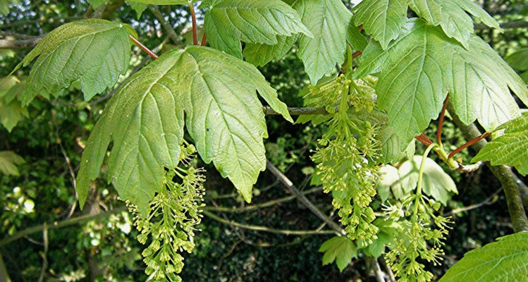 Явір і Клен: Визначте Різницю між Цими Двома Деревами Явір і Клен: Визначте Різницю між Цими Двома Деревами