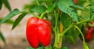 Чи можна ридомілом кропити перець: поради з безпеки та ефективності