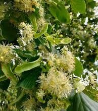 Дізнайтеся, що лікує липа: властивості та користь липового цвіту