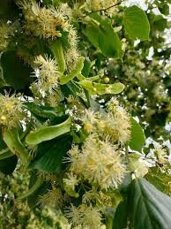 Дізнайтеся, що лікує липа: властивості та користь липового цвіту Дізнайтеся, що лікує липа: властивості та користь липового цвіту