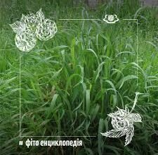 Що лікує пирій: основні лікувальні властивості рослини