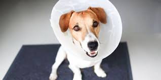 Чи можна каструвати собаку в 2 роки: переваги та ризики процедури