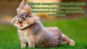 Геморагічна хвороба кролів: причини, симптоми та профілактика