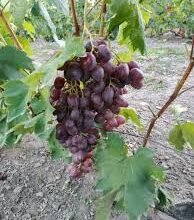 Хвороба винограду: фото симптомів та способи лікування