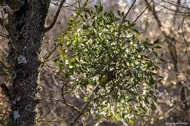 Хвороба дерев омела: шкідливий вплив та методи боротьби Хвороба дерев омела: шкідливий вплив та методи боротьби
