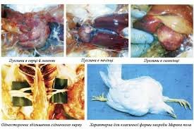 Хвороба Марека: ефективні методи лікування та профілактика Хвороба Марека: ефективні методи лікування та профілактика