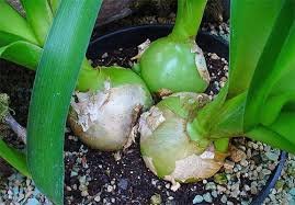 Що лікує індійський лук: ефективність лікування травами від болю Що лікує індійський лук: ефективність лікування травами від болю