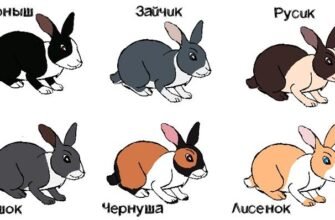 Як обрати найкращі імена для кроликів: поради та рекомендації