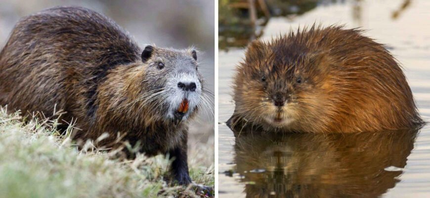 Різниця між нутрією та ондатрою: порівняння та відмінності