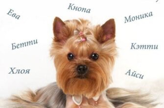 Як вибрати імена собак дівчаток: топ ідей та поради власникам