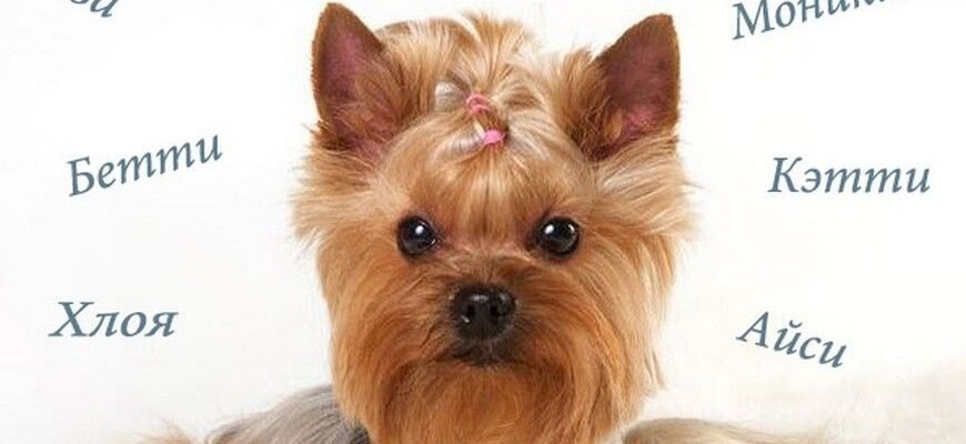 Як вибрати імена для собаки дівчинки: поради та популярні варіанти