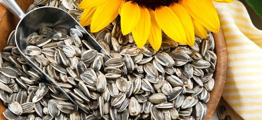 Жареные семечки подсолнуха: польза и вред для вашего здоровья? Жареные семечки подсолнуха: польза и вред для вашего здоровья?