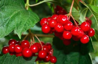 Калина: користь та шкода для жінок після 50 років – секрети здоров’я