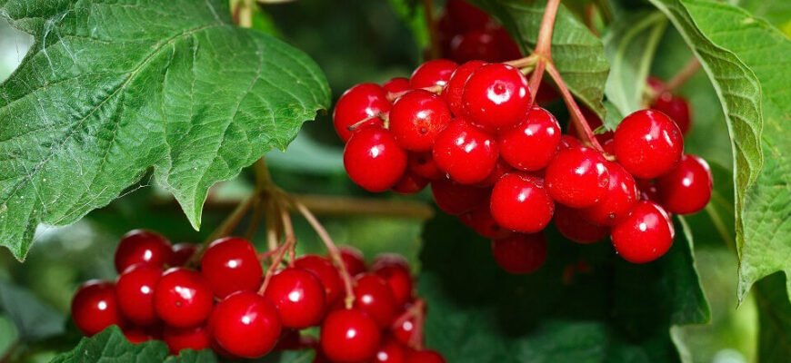Калина: користь та шкода для жінок після 50 років – секрети здоров’я