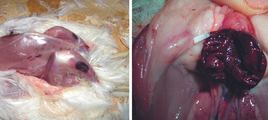 Хвороба Гамборо: Основні симптоми та перші ознаки у птахів Хвороба Гамборо: Основні симптоми та перші ознаки у птахів