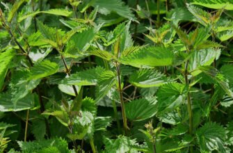 Як крапива може покращити жіноче здоров’я: користь та вплив