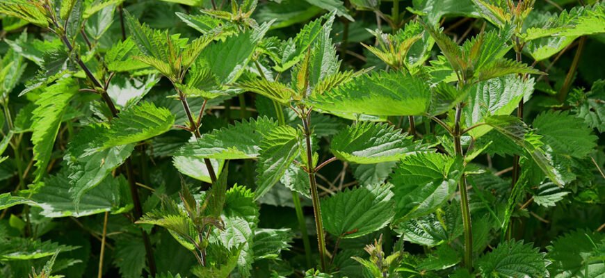 Як крапива може покращити жіноче здоров’я: користь та вплив