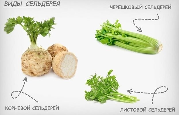 Чи дійсно сельдерей корисний для здоров’я жінок або ж має шкоду?