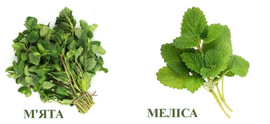 У чому різниця між мелісою та м’ятою: відмінності та користь?