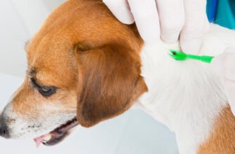 Хвороба лайма у собак: симптоми, діагностика та методи лікування