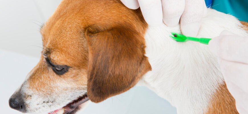 Хвороба лайма у собак: симптоми, діагностика та методи лікування