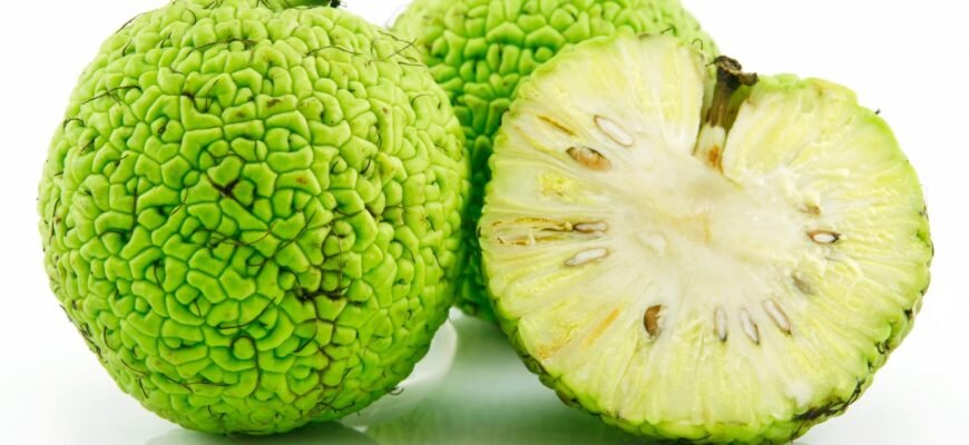 Чи безпечна маклюра: користь і шкода для здоров’я організму?