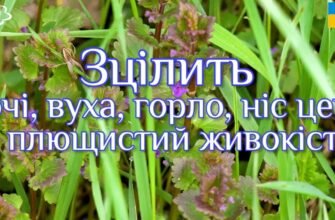 Що лікує живокіст: застосування та корисні властивості засобу
