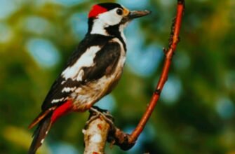 Як співає дятел: досліджуємо звуки та поведінку лісового музиканта