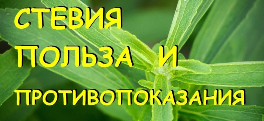 Яка користь і шкода стевії: розкриваємо всі аспекти використання