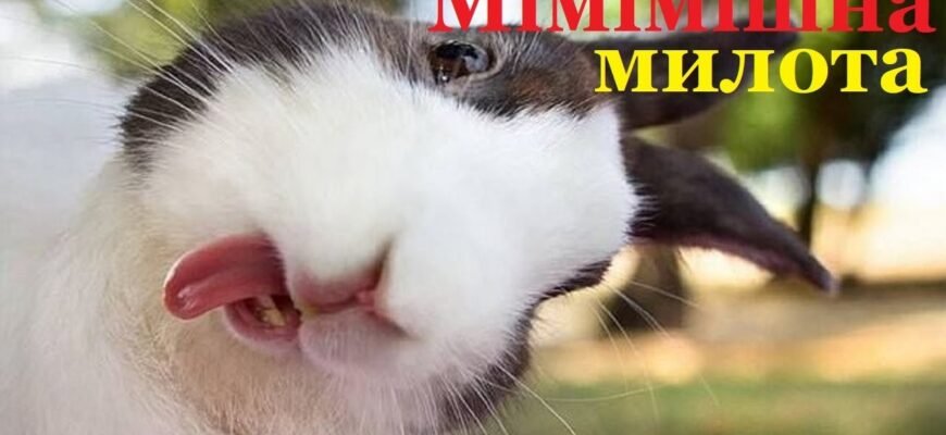 “ШІ відео з тваринами: нова ера розваг та навчання для всіх”