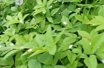 П ядики: цілющі властивості рослини, що лікує та зміцнює здоров’я