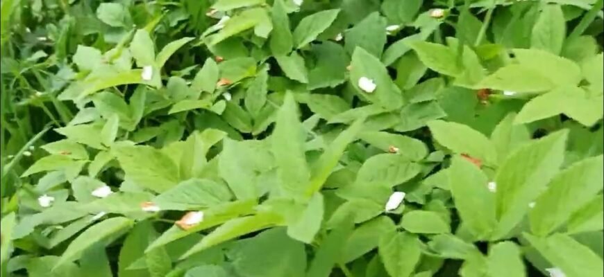 П ядики: цілющі властивості рослини, що лікує та зміцнює здоров’я П ядики: цілющі властивості рослини, що лікує та зміцнює здоров’я