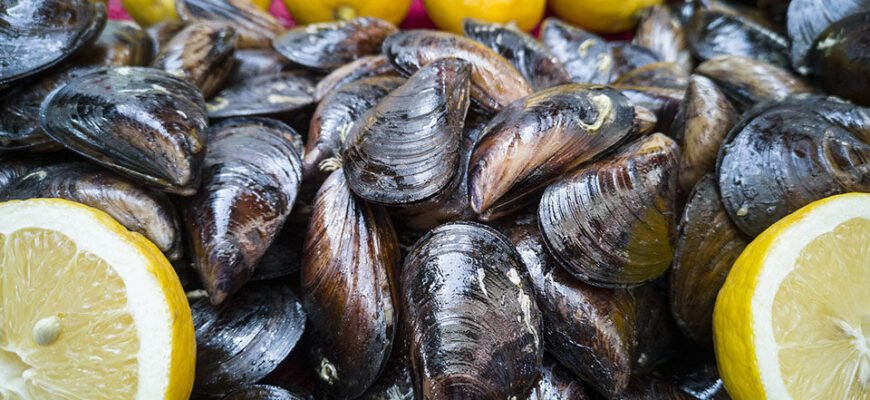 Чи корисні мідії: користь та шкода для здоров’я людини?