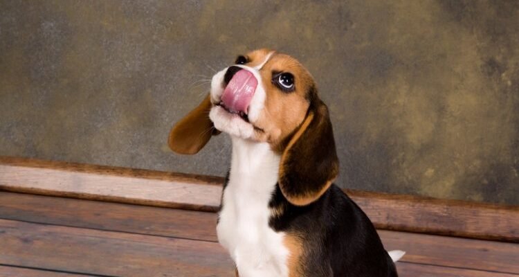 Чи можна собакам кістки: безпечність, ризики та рекомендації ветеринарів