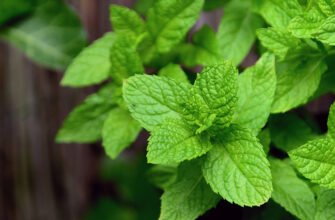 М’ята перцева користь і шкода: які переваги та ризики споживання?