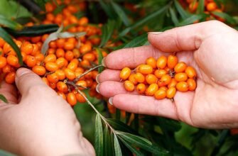 Облепиха користь і шкода: Чим корисна ягода? Можливі ризики?
