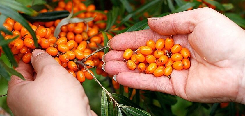 Облепиха користь і шкода: Чим корисна ягода? Можливі ризики?