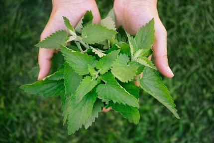 Як крапива допомагає суглобам: користь та застосування рослини Як крапива допомагає суглобам: користь та застосування рослини