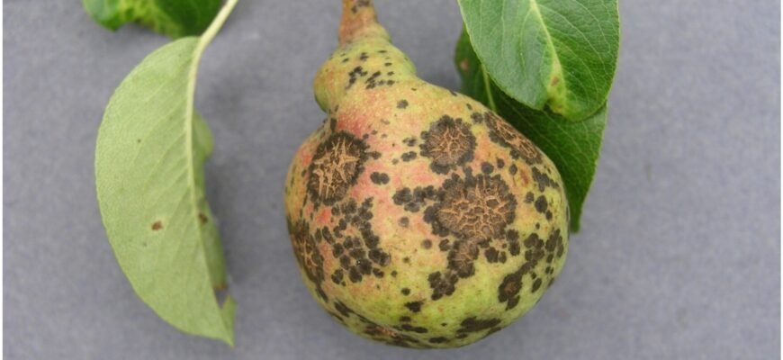 Хвороба груші: причини, симптоми та методи лікування дерев