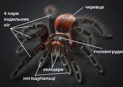 Які кінцівки мають павуки: анатомія та функції павукових лап Які кінцівки мають павуки: анатомія та функції павукових лап