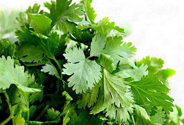 Чи корисна петрушка: користь і шкода для вашого здоров’я?